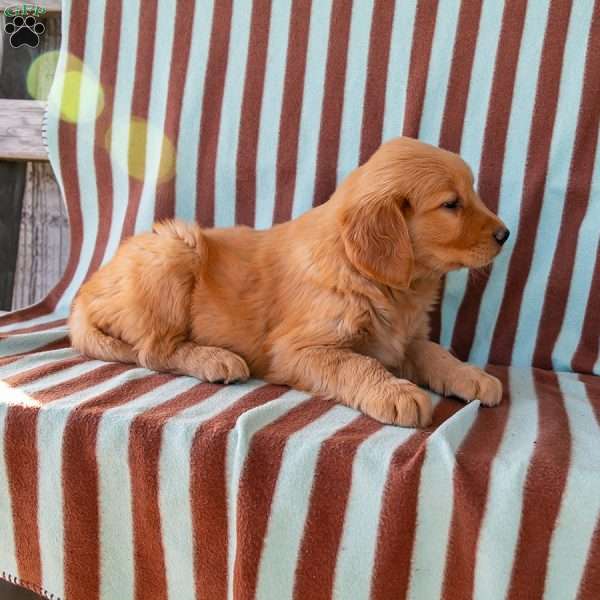 Calvin, Golden Retriever Puppy